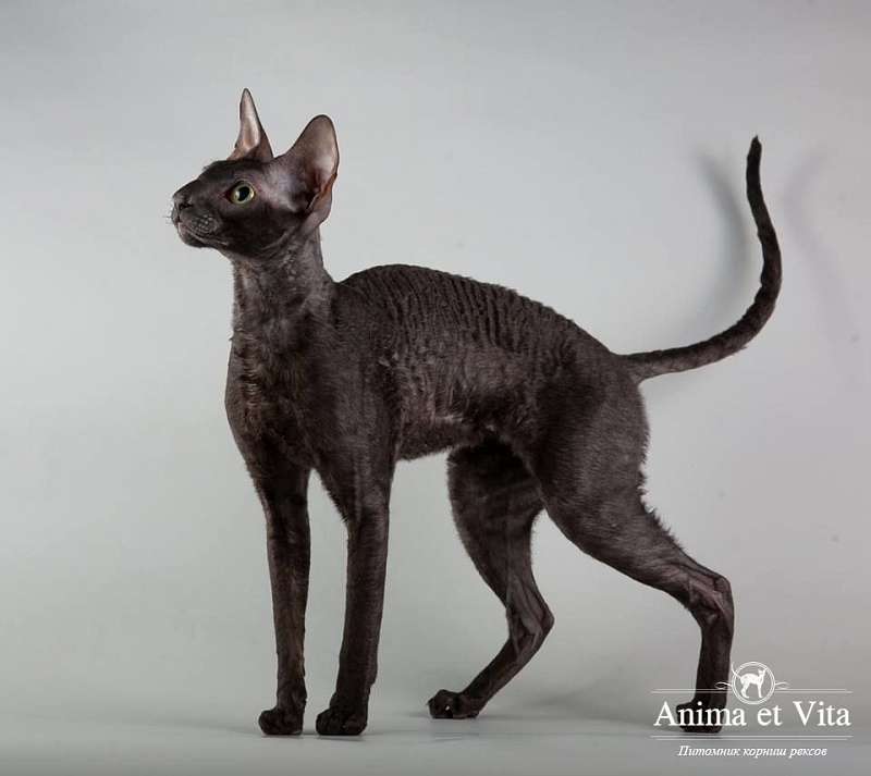 Ulrich Satysfakcja - cornish rex