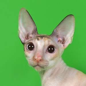 Marilyn Aster - cornish rex