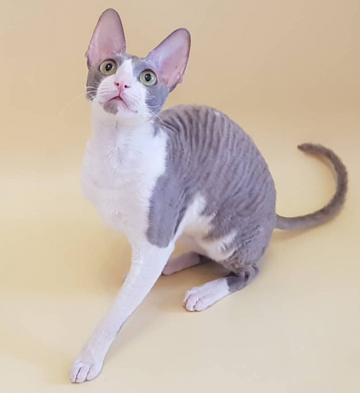 Winter Eledhrim - cornish rex