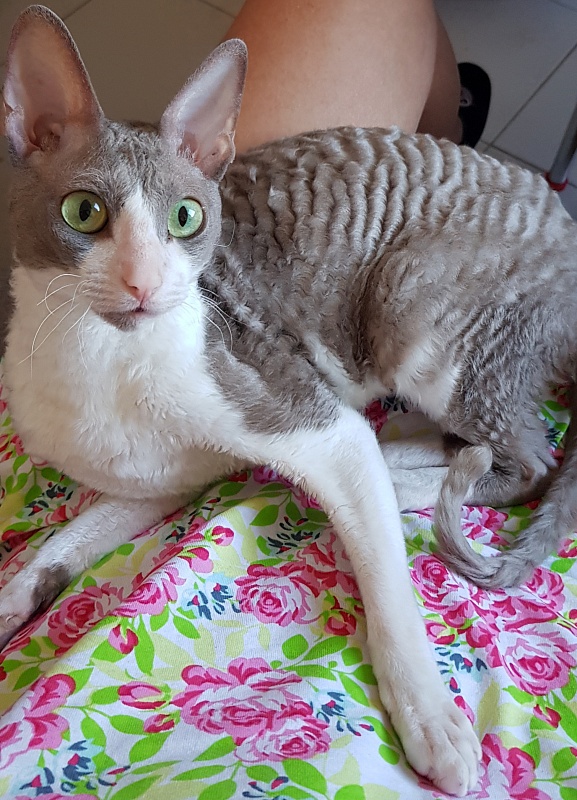 Winter Eledhrim - cornish rex