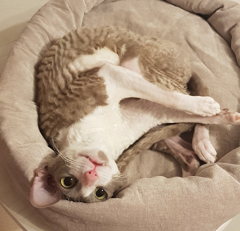 Winter Eledhrim - Adult cornish rex 2 years 7 months 1.5 week