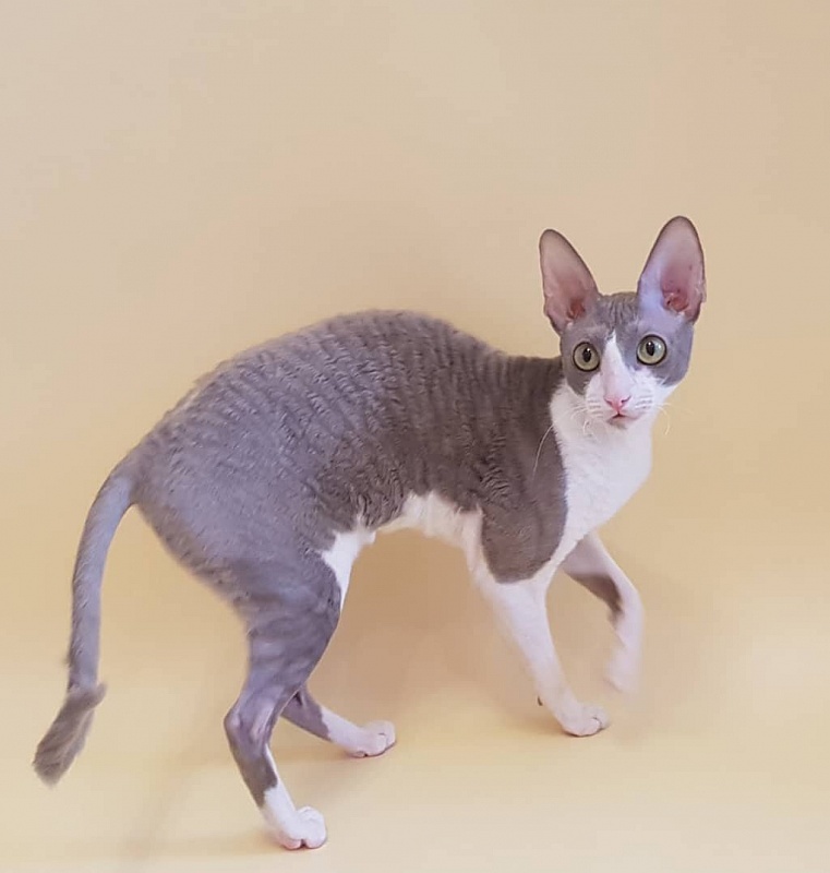 Winter Eledhrim - cornish rex