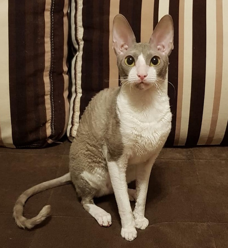 Winter Eledhrim - cornish rex