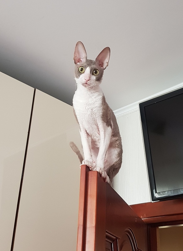 Winter Eledhrim - cornish rex