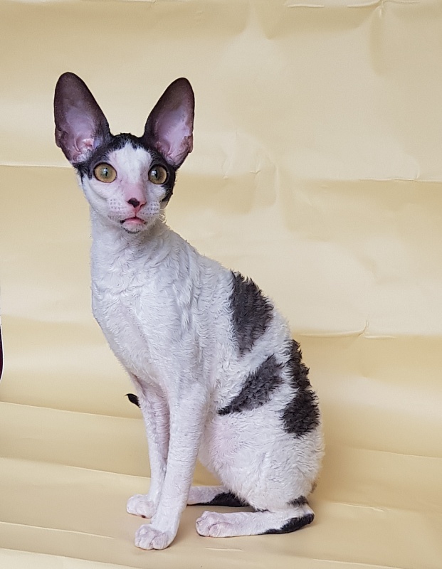 Milaaviya Elemani Dream - Kitten cornish rex 5.5 months