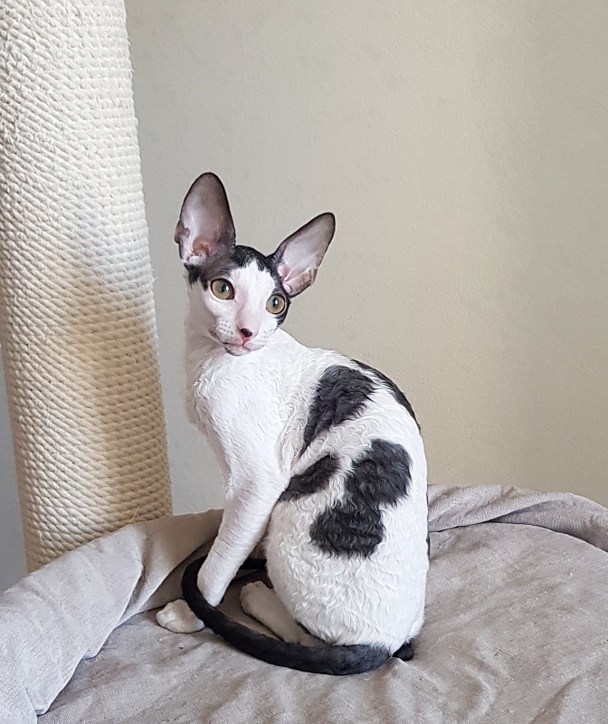 Milaaviya Elemani Dream - Kitten cornish rex 3 months 4 weeks