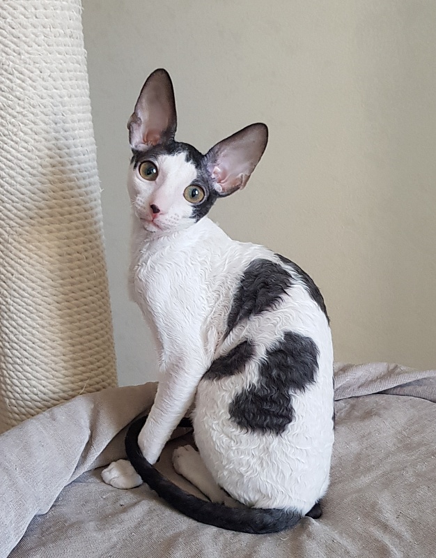 Milaaviya Elemani Dream - Kitten cornish rex 3 months 4 weeks