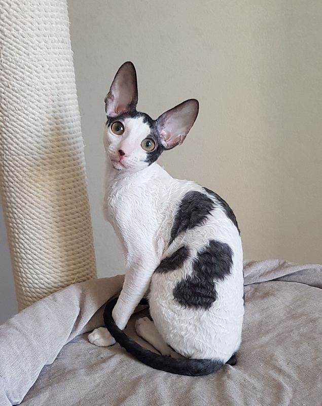 Milaaviya Elemani Dream - Kitten cornish rex 3 months 4 weeks