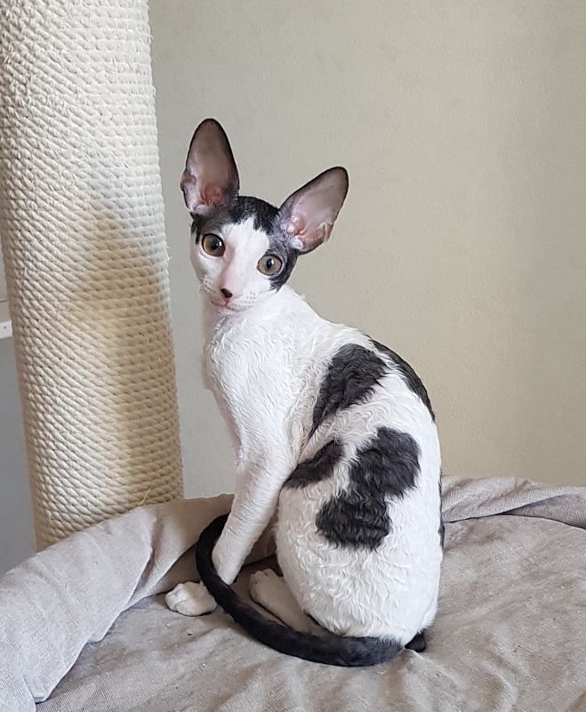 Milaaviya Elemani Dream - Kitten cornish rex 3 months 4 weeks