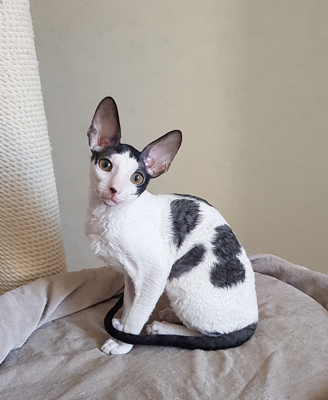 Milaaviya Elemani Dream - Kitten cornish rex 3 months 4 weeks