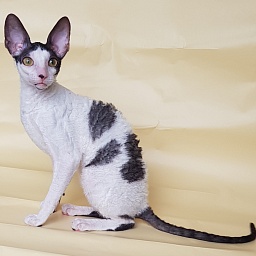 Milaaviya Elemani Dream