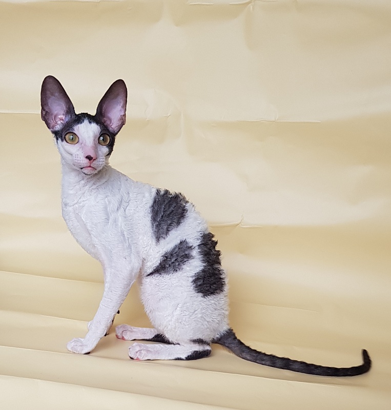 Milaaviya Elemani Dream - Kitten cornish rex 5.5 months