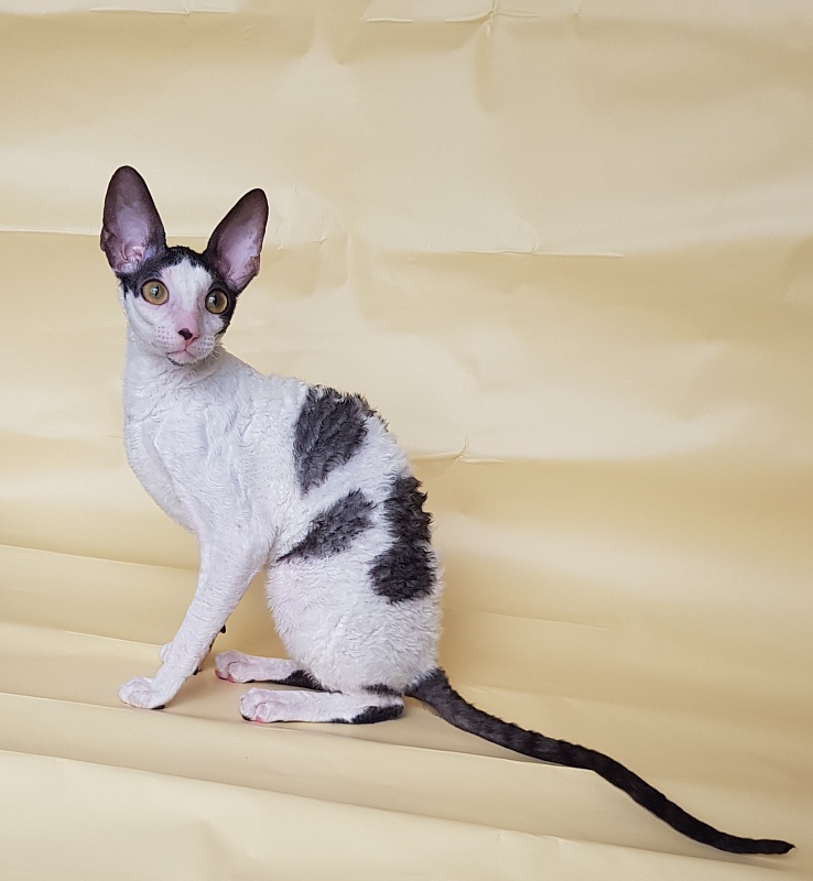 Milaaviya Elemani Dream - Kitten cornish rex 5.5 months