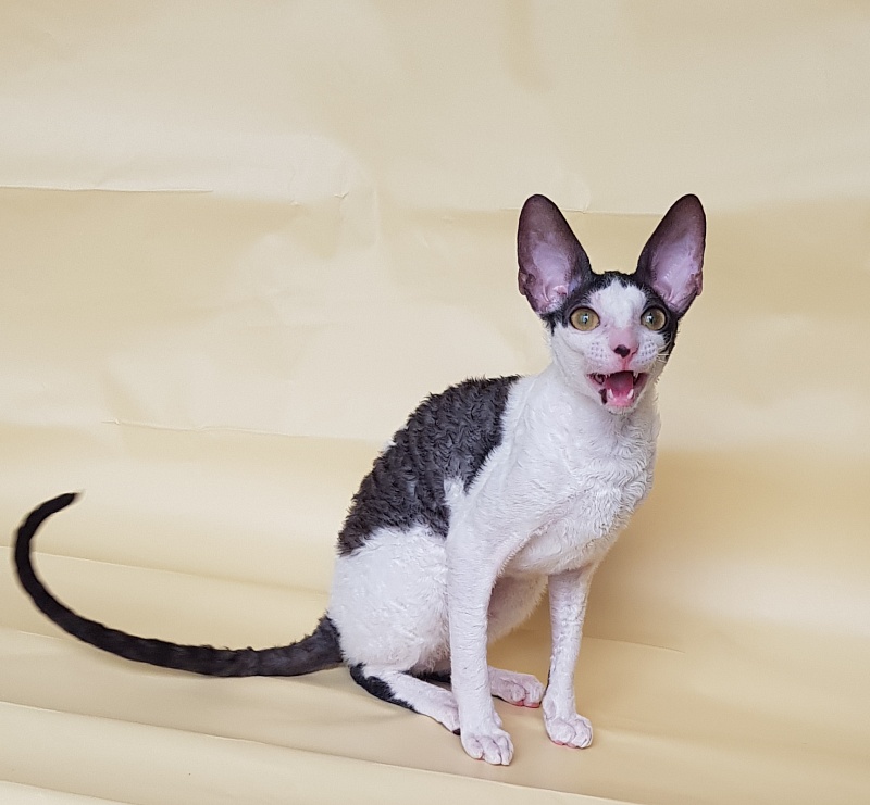 Milaaviya Elemani Dream - Kitten cornish rex 5.5 months