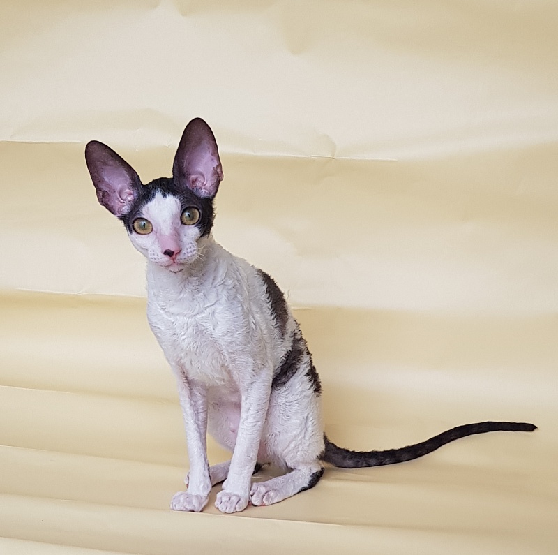 Milaaviya Elemani Dream - Kitten cornish rex 5.5 months