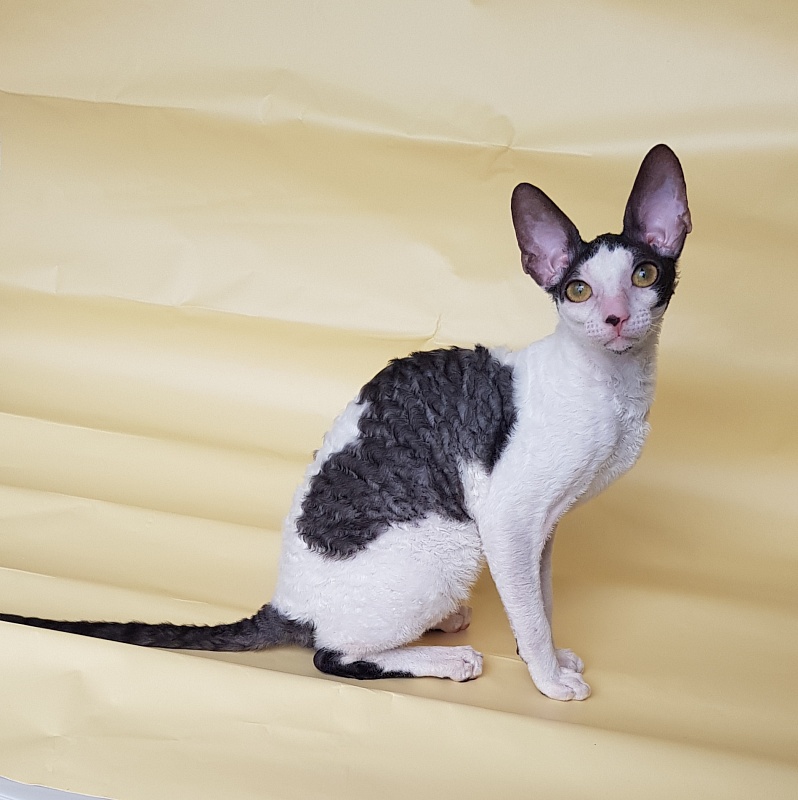 Milaaviya Elemani Dream - Kitten cornish rex 5.5 months