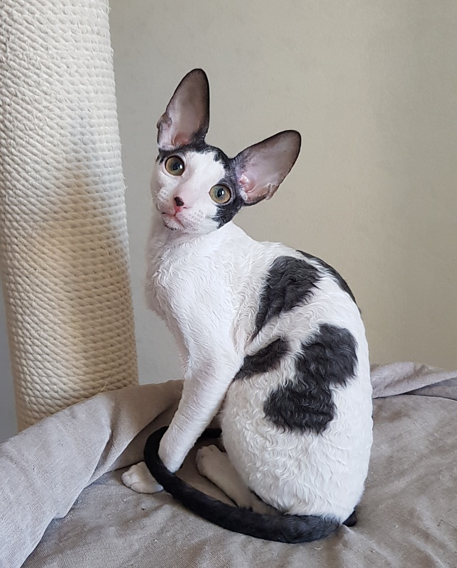 Milaaviya Elemani Dream - Kitten cornish rex 3 months 4 weeks