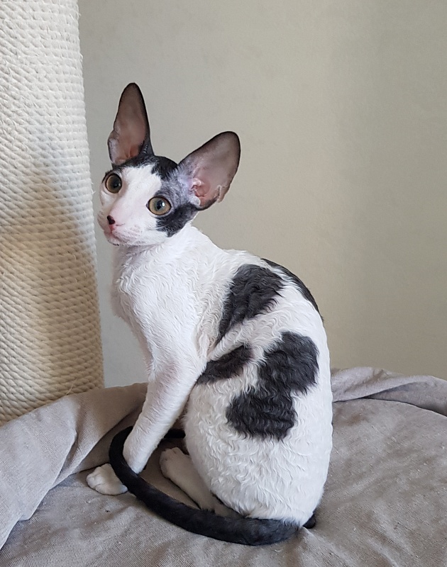 Milaaviya Elemani Dream - Kitten cornish rex 3 months 4 weeks