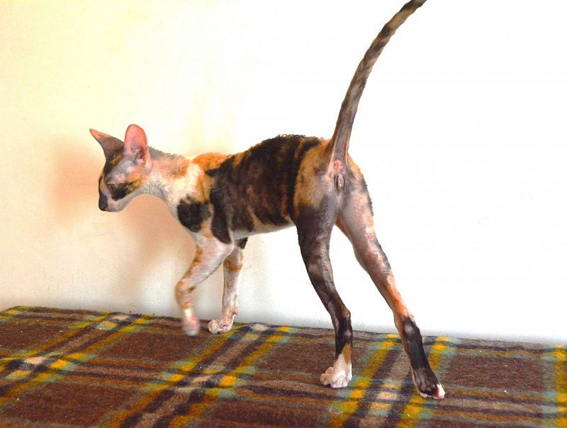 Larissa Star Forge - cornish rex