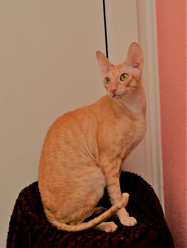 Salonerex Prince Harry of Star Forge - корниш-рекс