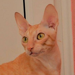 Salonerex Prince Harry of Star Forge