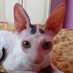 Wilma Gwendji Wonder