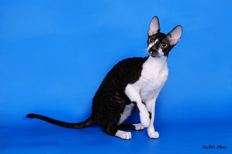 Ramzes - cornish rex