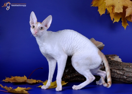 Frost and Sun Gwendji Wonder - корниш-рекс 15.10.2011