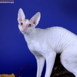 Frost and Sun Gwendji Wonder