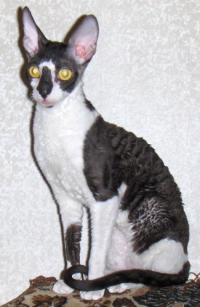 Abigal Deep One Gwendji Wonder - cornish rex 04/01/2010