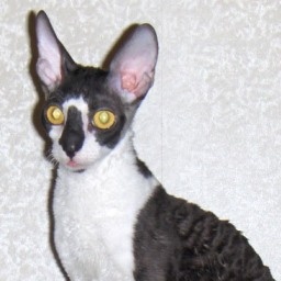 Abigal Deep One Gwendji Wonder