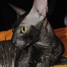 Blytt Beautiful Mind