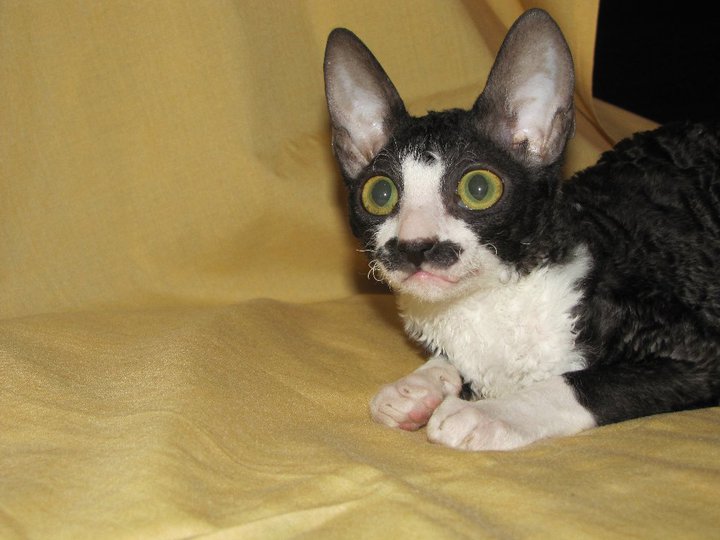 Blytt Manhatten - cornish rex