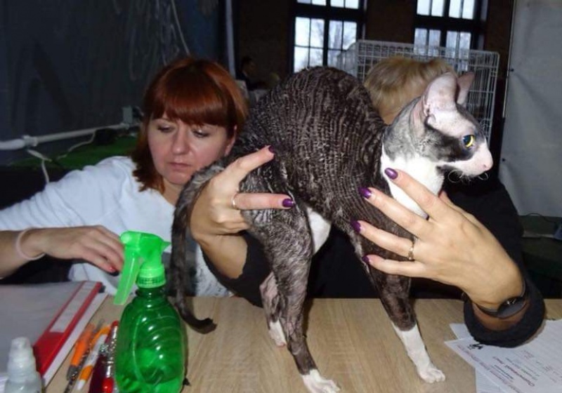 Star Forge William - Adult cornish rex 11 months 4 weeks