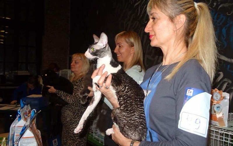 Star Forge William - Adult cornish rex 11 months 4 weeks