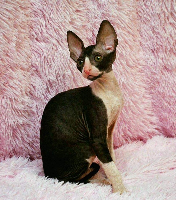 Star Forge William - Kitten cornish rex 3 months 3.5 weeks