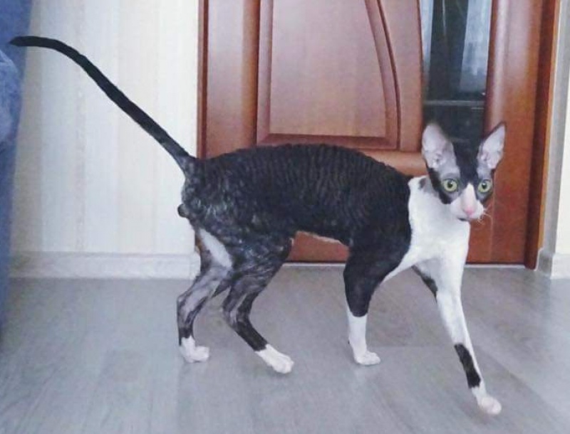 Star Forge William - Adult cornish rex 1 year 11 months 4 weeks