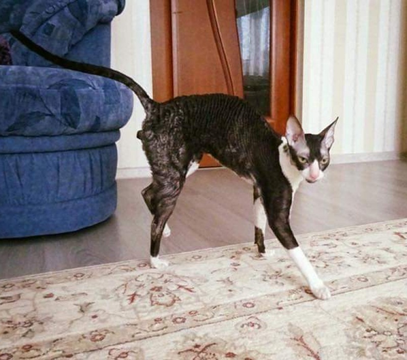 Star Forge William - Adult cornish rex 1 year 11 months 4 weeks