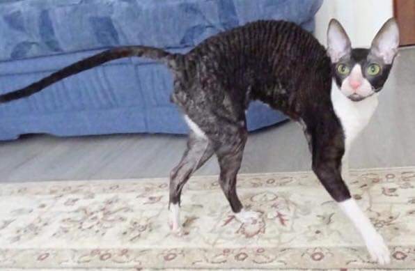 Star Forge William - Adult cornish rex 1 year 11 months 4 weeks