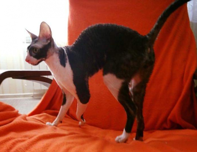 Star Forge William - Adult cornish rex 1 year 11 months 4 weeks