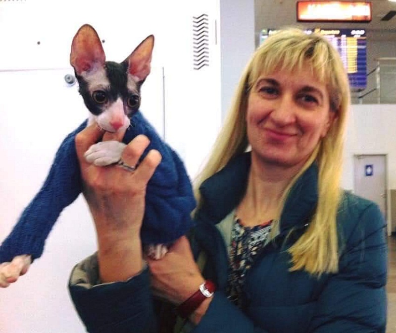 Star Forge William - cornish rex