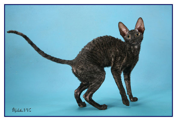 Rexkwizit's Belcanto - cornish rex