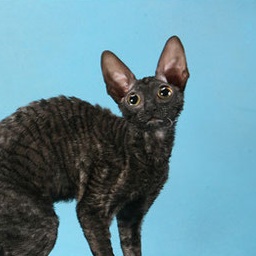 Rexkwizit's Belcanto