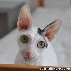 Anglarna's Super Spender - cornish rex