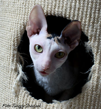 Anglarna's Take It or Leave It - cornish rex