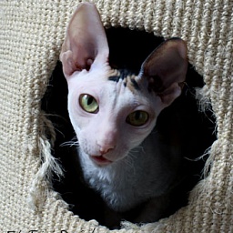 Anglarna's Take It or Leave It