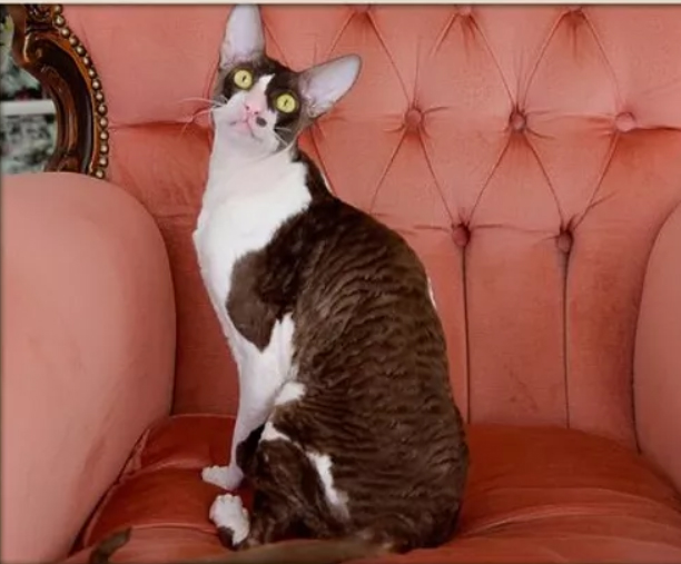 Thranduil Magic Rivendell - cornish rex