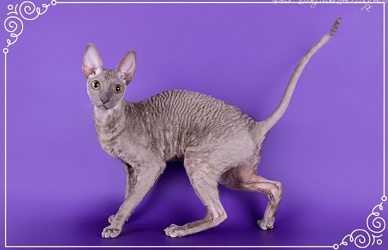 Mademoiselle Flower Garden of Eledhrim - cornish rex