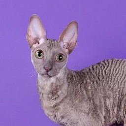 Mademoiselle Flower Garden of Eledhrim