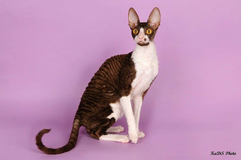 Maybach Magic Star - cornish rex